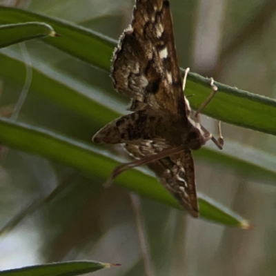 Nacoleia rhoeoalis (Spilomelinae) at Greenleigh, NSW - 17 Mar 2024 by Hejor1
