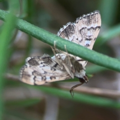 Nacoleia rhoeoalis at QPRC LGA - 17 Mar 2024