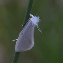 Tipanaea patulella (A Crambid moth) at QPRC LGA - 17 Mar 2024 by Hejor1