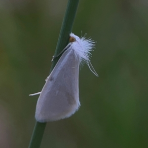 Tipanaea patulella at QPRC LGA - 17 Mar 2024 03:53 PM