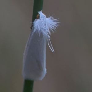 Tipanaea patulella at QPRC LGA - 17 Mar 2024