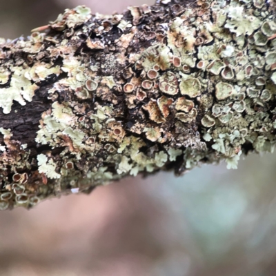 Unidentified Lichen at Greenleigh, NSW - 17 Mar 2024 by Hejor1