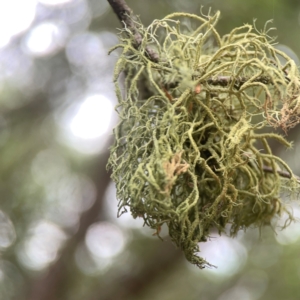 Usnea sp. (genus) at QPRC LGA - 17 Mar 2024 03:38 PM