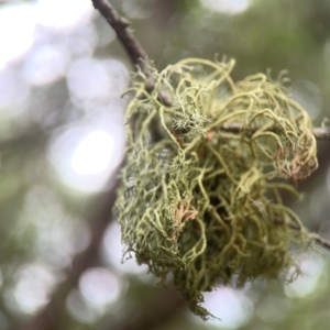 Usnea sp. (genus) at QPRC LGA - 17 Mar 2024 03:38 PM