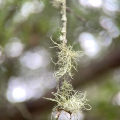 Usnea sp. (genus) (Bearded lichen) at Greenleigh, NSW - 17 Mar 2024 by Hejor1
