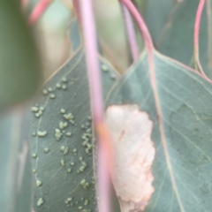 Unidentified Eucalyptus Gall at QPRC LGA - 17 Mar 2024 by Hejor1