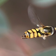 Simosyrphus grandicornis (Common hover fly) at QPRC LGA - 17 Mar 2024 by Hejor1