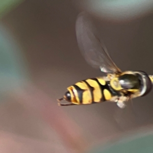 Simosyrphus grandicornis at QPRC LGA - 17 Mar 2024