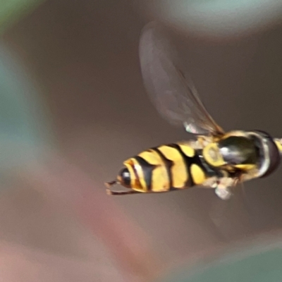 Simosyrphus grandicornis (Common hover fly) at Greenleigh, NSW - 17 Mar 2024 by Hejor1