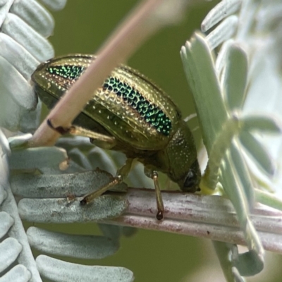Calomela juncta (Leaf beetle) at Greenleigh, NSW - 17 Mar 2024 by Hejor1