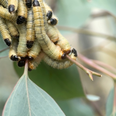 Perginae sp. (subfamily) (Unidentified pergine sawfly) at Greenleigh, NSW - 17 Mar 2024 by Hejor1