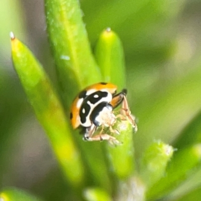 Hippodamia variegata (Spotted Amber Ladybird) at Greenleigh, NSW - 17 Mar 2024 by Hejor1