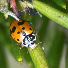 Hippodamia variegata at QPRC LGA - 17 Mar 2024