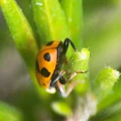 Hippodamia variegata at QPRC LGA - 17 Mar 2024