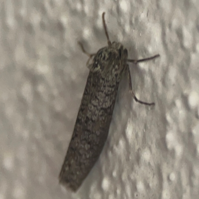 Lepidoscia (genus) ADULT (A Case moth) at Braddon, ACT - 17 Mar 2024 by Hejor1