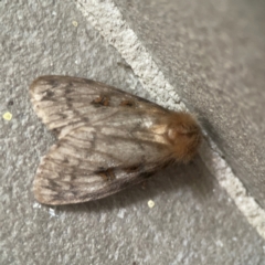 Leptocneria reducta (White cedar moth) at City Renewal Authority Area - 17 Mar 2024 by Hejor1