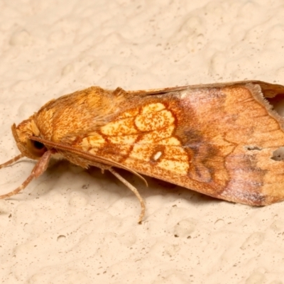 Anomis flava (Cotton Looper) at Ainslie, ACT - 15 Mar 2024 by jb2602