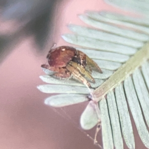 Dolophones sp. (genus) at Campbell, ACT - 17 Mar 2024 05:48 PM