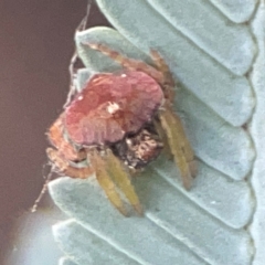 Dolophones sp. (genus) at Campbell, ACT - 17 Mar 2024