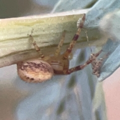 Unidentified Other hunting spider at Campbell, ACT - 17 Mar 2024 by Hejor1