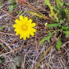 Hypochaeris radicata (Cat's Ear, Flatweed) at Dawn Crescent Grassland (DCG) - 16 Mar 2024 by kasiaaus