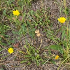 Hypochaeris radicata at Dawn Crescent Grassland (DCG) - 16 Mar 2024