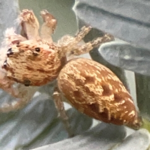 Opisthoncus serratofasciatus at Campbell, ACT - 17 Mar 2024