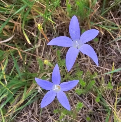 Wahlenbergia sp. (Bluebell) at Lawson North Grasslands - 16 Mar 2024 by kasiaaus