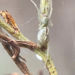 Cheiracanthium sp. (genus) (Unidentified Slender Sac Spider) at QPRC LGA - 17 Mar 2024 by Hejor1