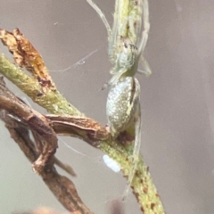 Cheiracanthium sp. (genus) (Unidentified Slender Sac Spider) at Greenleigh, NSW - 17 Mar 2024 by Hejor1