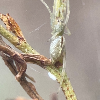 Cheiracanthium sp. (genus) (Unidentified Slender Sac Spider) at Greenleigh, NSW - 17 Mar 2024 by Hejor1