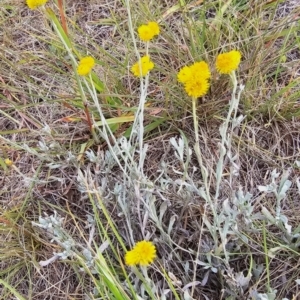 Chrysocephalum apiculatum at Dawn Crescent Grassland (DCG) - 16 Mar 2024