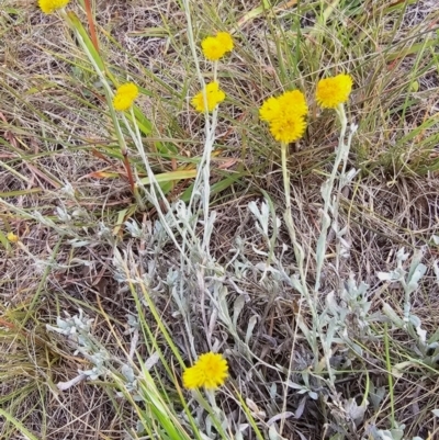 Chrysocephalum apiculatum (Common Everlasting) at Lawson North Grasslands - 16 Mar 2024 by kasiaaus