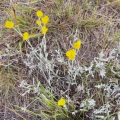 Chrysocephalum apiculatum at Dawn Crescent Grassland (DCG) - 16 Mar 2024 02:08 PM