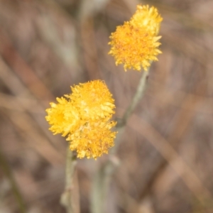 Chrysocephalum apiculatum at Dawn Crescent Grassland (DCG) - 16 Mar 2024 02:08 PM