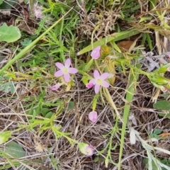 Centaurium erythraea (Common Centaury) at Lawson North Grasslands - 16 Mar 2024 by kasiaaus