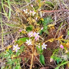 Centaurium erythraea at Dawn Crescent Grassland (DCG) - 16 Mar 2024 02:10 PM