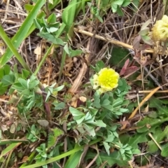 Trifolium campestre (Hop Clover) at Lawson, ACT - 16 Mar 2024 by kasiaaus