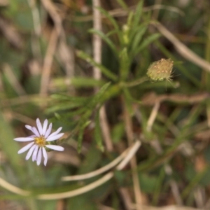 Vittadinia muelleri at Dawn Crescent Grassland (DCG) - 16 Mar 2024