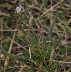 Vittadinia muelleri at Dawn Crescent Grassland (DCG) - 16 Mar 2024