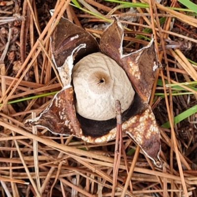 Geastrum sp. (Geastrum sp.) at Isaacs, ACT - 17 Mar 2024 by Mike