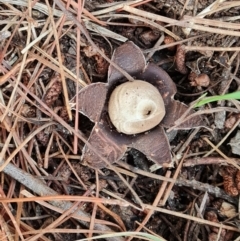 Geastrum sp. (genus) at Isaacs Ridge and Nearby - 18 Mar 2024 10:48 AM