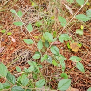 Cotoneaster sp. at Isaacs Pines (ICP) - 18 Mar 2024