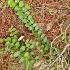 Lonicera japonica (Japanese Honeysuckle) at Isaacs Pines (ICP) - 17 Mar 2024 by Mike