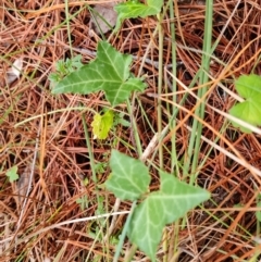 Hedera helix (Ivy) at Isaacs Pines (ICP) - 17 Mar 2024 by Mike