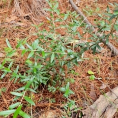 Olea europaea subsp. cuspidata (African Olive) at Isaacs, ACT - 17 Mar 2024 by Mike