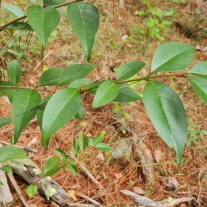 Ligustrum lucidum at Isaacs Pines (ICP) - 18 Mar 2024 10:34 AM