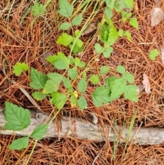 Rubus parvifolius (Native Raspberry) at Isaacs Pines (ICP) - 17 Mar 2024 by Mike