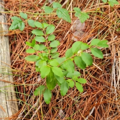 Ligustrum sinense (Narrow-leaf Privet, Chinese Privet) at Isaacs, ACT - 17 Mar 2024 by Mike