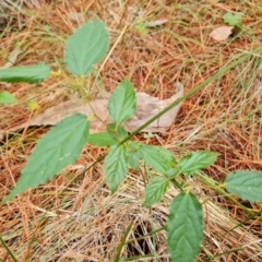 Celtis australis (Nettle Tree) at Isaacs, ACT - 17 Mar 2024 by Mike